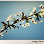 { blossoms + a feature! }