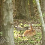 { monday morning pretties }