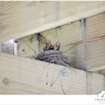 { Baby Birdies! }