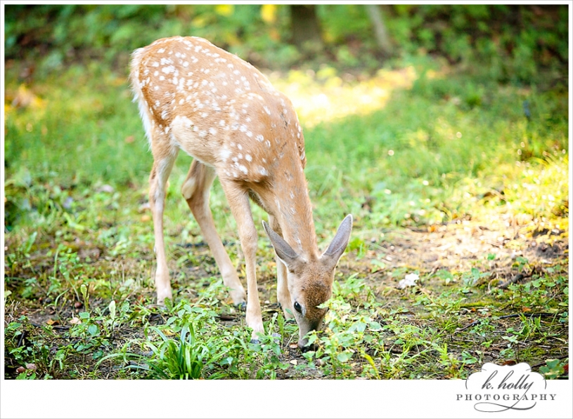 deer fawn