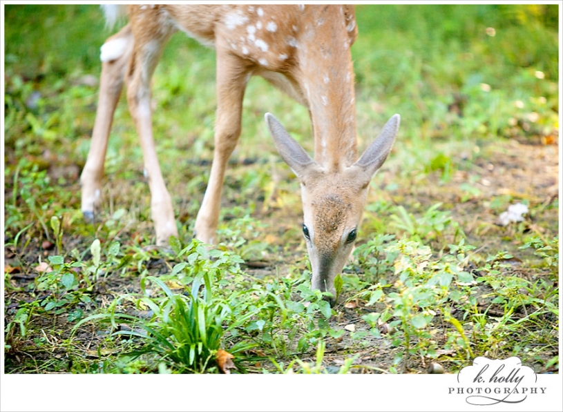 deer fawn