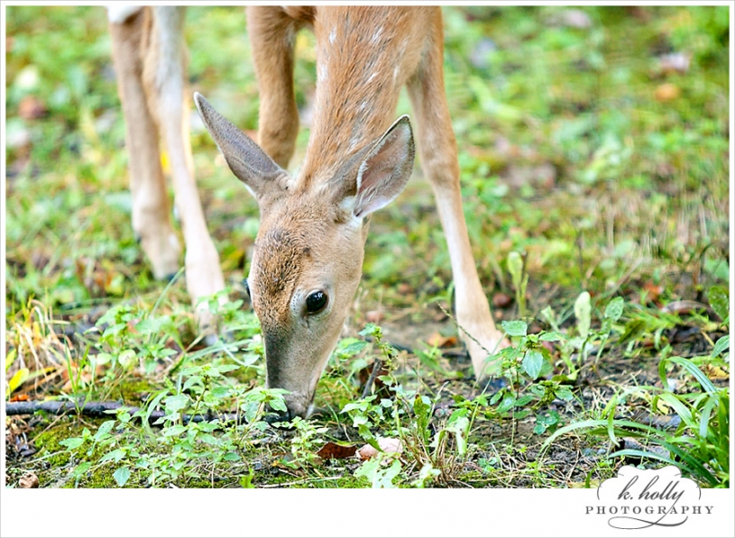 deer fawn