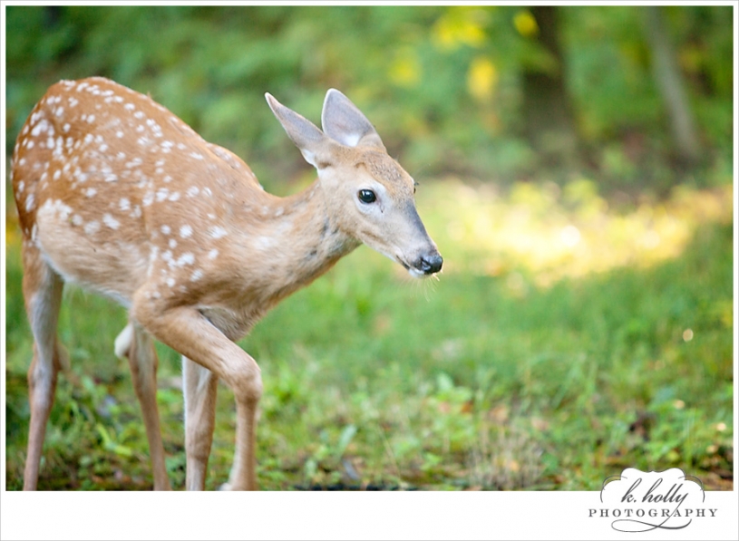 deer fawn