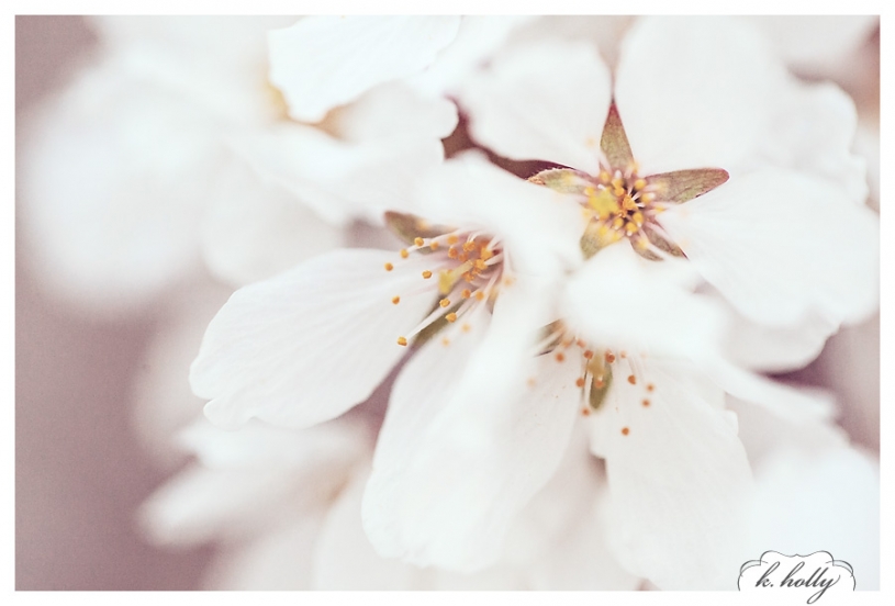nature beauty apple blossoms
