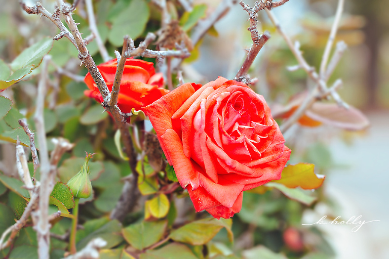 california red coral rose