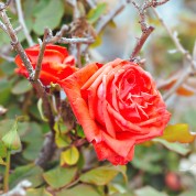 california red coral rose