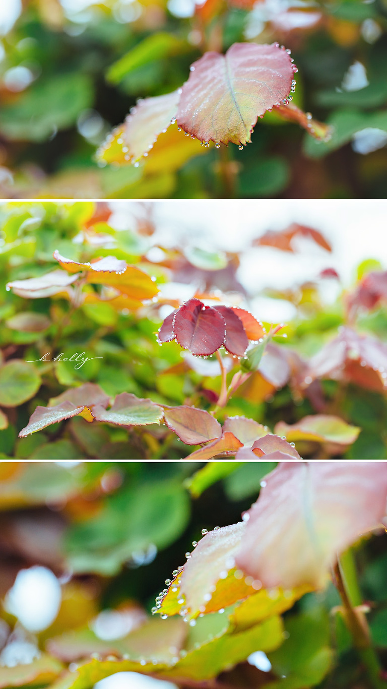 raindrops on rose bush macro